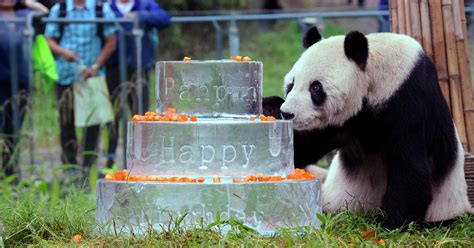 Pan Pan The Worlds Oldest Male Giant Panda Dies At 31 Huffpost Life