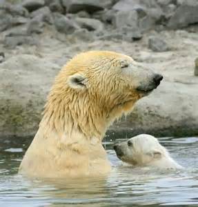 1000 Images About Polar Bears Of The Great White North On Pinterest