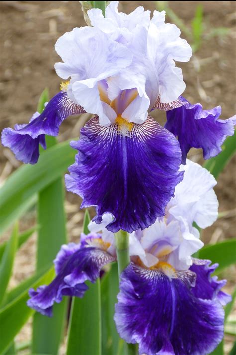Irises Iris Garden Pinterest
