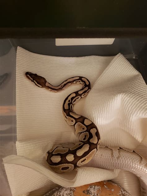 Morph identification help - Ball Pythons - MorphMarket Reptile Community
