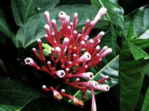 Amazonrainforestplantsandflowers Just Some Tropical Flowers That