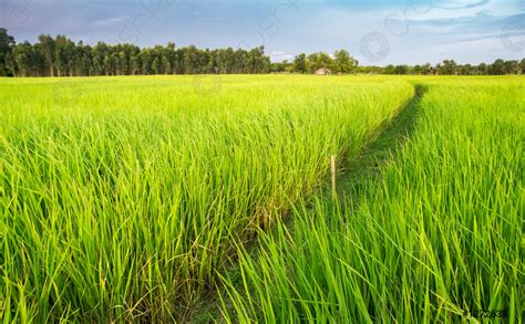 Green Rice Plant Field In Thai Farmland Stock Photo 1272638 Crushpixel