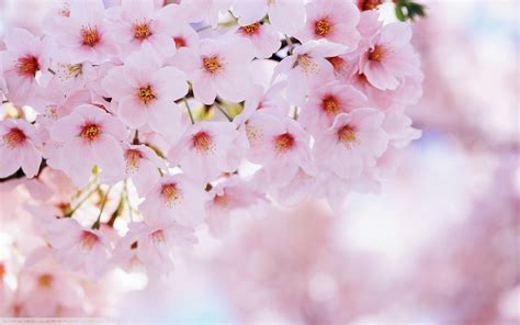 Spring Flowers Cherry Blossom Wallpapers Hd Desktop And Mobile