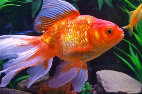 120 Marvelous Pet Goldfish Names Lovetoknow Pets