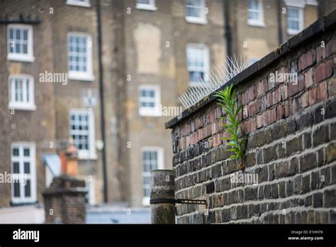 Growing On Brick Wall Hi Res Stock Photography And Images Alamy