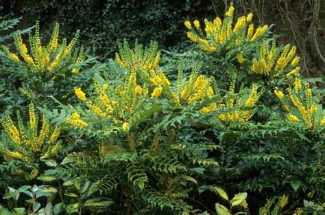 Mahonia Japonica Information And Advice Care And Pruning Tips