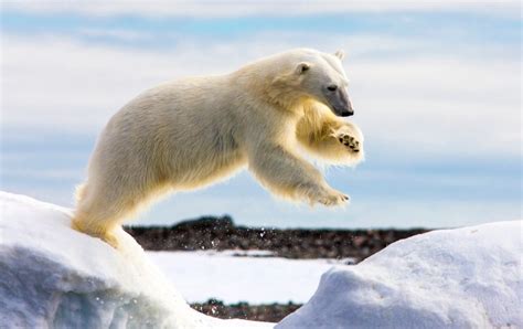 International Polar Bear Day 2017 Why Do Polar Bears Have Black Skin