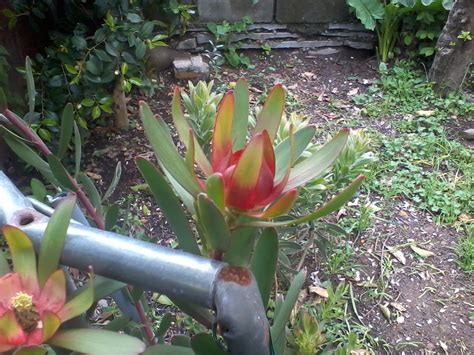 Living and breathing at the intersection of business model innovation, strategy and technology. EXOTICOS E OUTROS: as minhas proteas