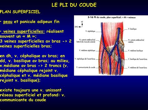 Ppt Le Coude Powerpoint Presentation Free Download Id3824118