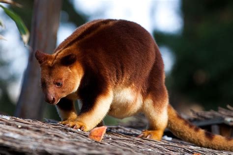 Animal cells are the types of cells that make up most of the tissue cells in animals. Dendrolagus goodfellowi — Wikipédia