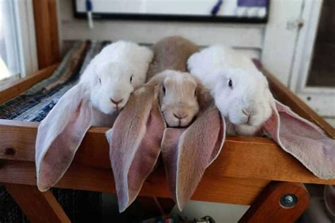 English Lop Rabbit Appearance Lifespan Temperament Care Sheet