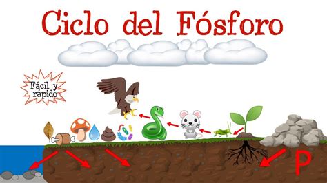 ♻️ Ciclo Del Fósforo 🔴 Fácil Y Rápido BiologÍa Youtube