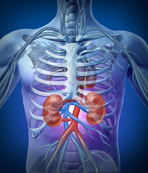 Are The Kidneys Located Inside Of The Rib Cage Sudden Sharp Pain