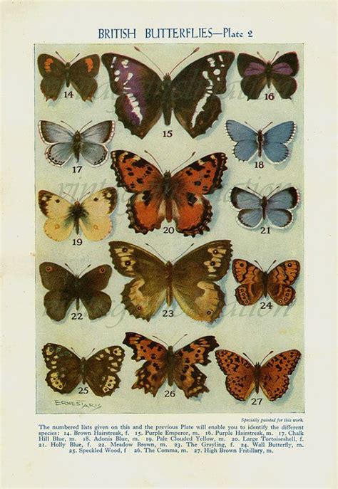 1950 Butterfly Prints Vintage Antique Book By Vintageinclination 850