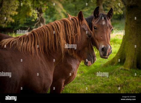 Two Ponies In A South Wales Valley Near Cardiff Stock Photo Alamy