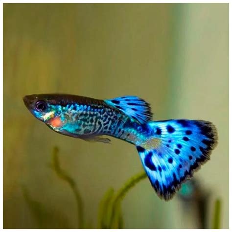 Guppy Blue Snakeskin Poecilia Reticulata Pares Aquaorinoco