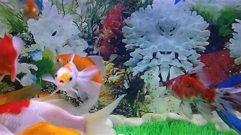 Ikan koki dan komet slayer - YouTube