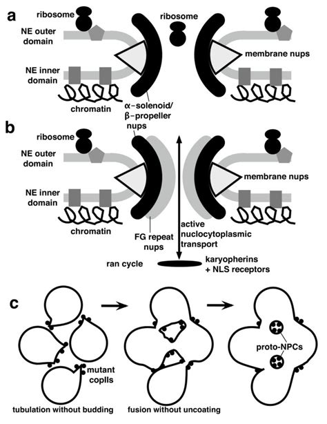 Origin Of The Cell Nucleus Mitosis And Sex Roles Of Intracellular