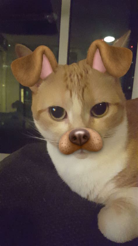 So I Got The Snapchat Filters To Work On My Cat Raww Cute Cats