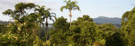 The Tallest Trees In The Amazon Amazon Rainforest