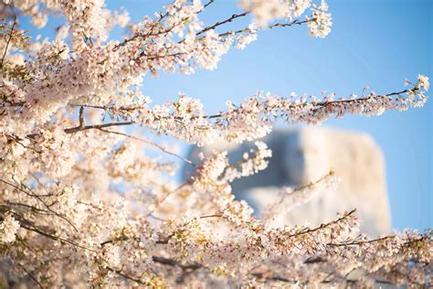 Dc Cherry Blossom Watch Update April 2 2021