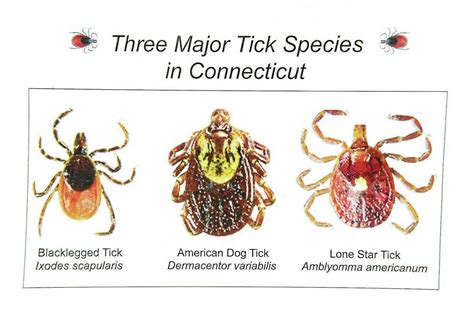 Statewide Tick Survey Finds Ticks Carrying 5 Different Diseases In Ct