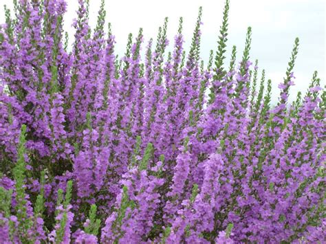 The spanish name — moradilla — translates to little purple one in homage to the tiny, purple petals. Purple flowers bush Arizona | Purple flowers, Sage bush ...