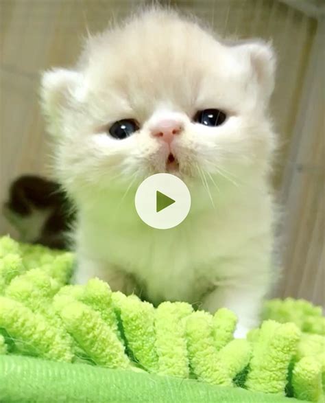 I Love Kittens 😘 Cutest Cats Ever Cute Baby Animals Kittens