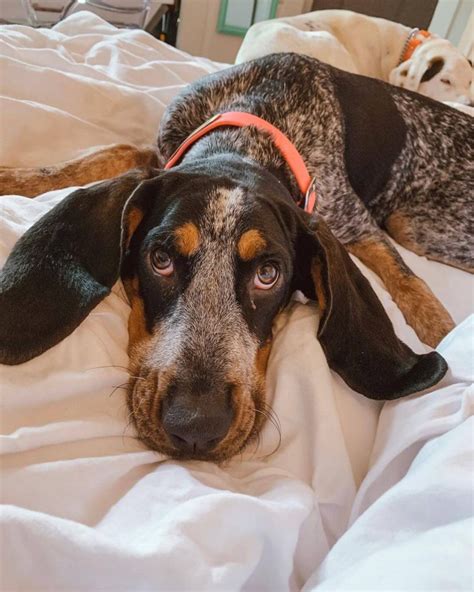 15 Amazing Facts About Coonhounds You Probably Never Knew Page 3 Of 5