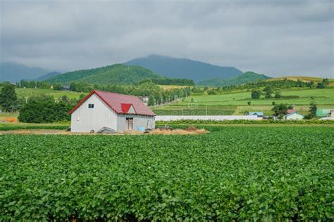 Morning Rural Landscape With Vegetable Farm Stock Photo Image Of