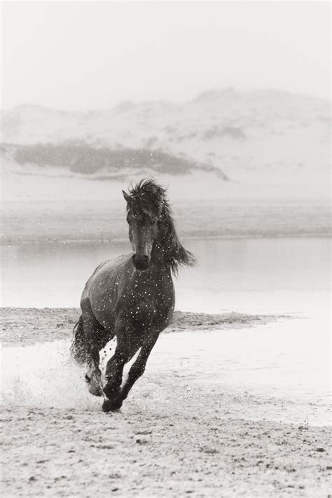 Discovering The Horses Of Sable Island