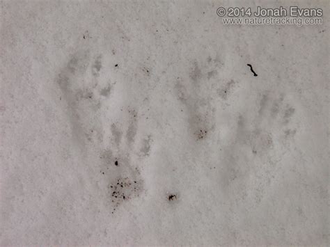 Identifying Animal Tracks In Snow 5 Common Backyard Species