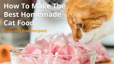 How Much Raw Meat Should I Feed My Cat Cat Lovster