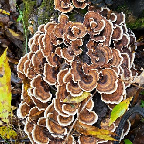 Turkey Tail Mushroom • Organic Wildcrafted Extract Nature Gal Naturals