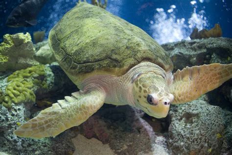 Loggerhead Sea Turtle Facts