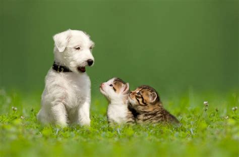 Top 10 Animals and Their Baby Names - Pets Hyme