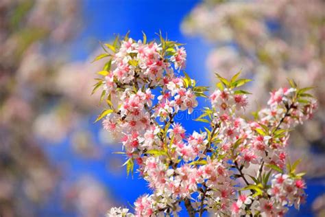 Pink Sakura Wild Himalayan Cherry Blossom With Blue Sky Stock Image