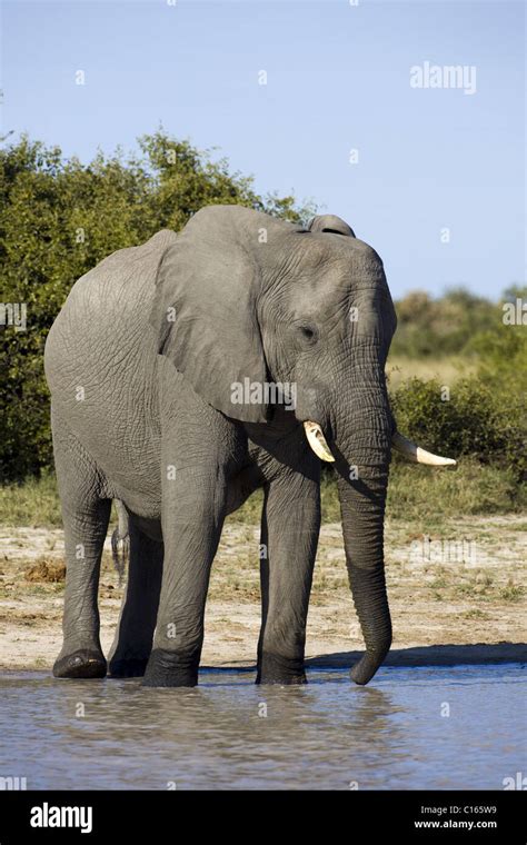 African Elephant Watering Hole Hi Res Stock Photography And Images Alamy