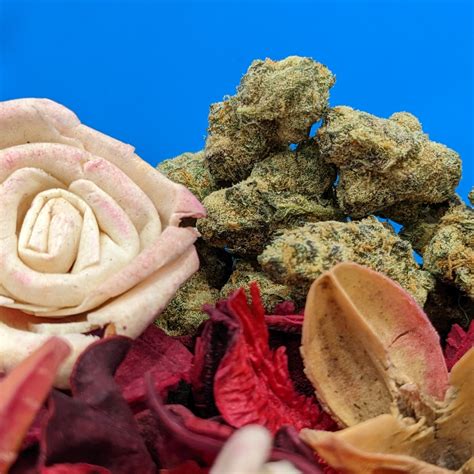 Strain Review Pink Rozay By Cookies Canada The Highest Critic