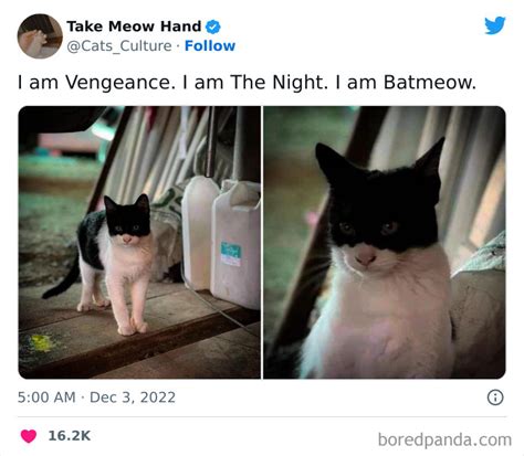 20 Of The Most Hilarious Cat Tweets Ever Animal World