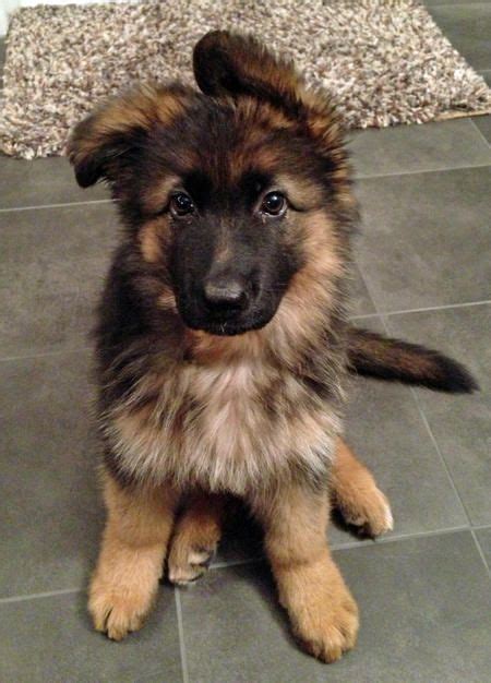 What is a good name for a male german shepherd? Pin on Puppies!