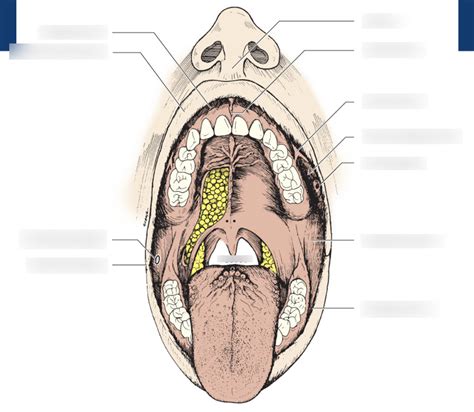 Figure 157 The Vestibule And Adjacent Cheek Mucosa Diagram Quizlet