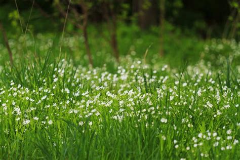 First Spring White Flowers Among Lush Green Grass Stock Image Image