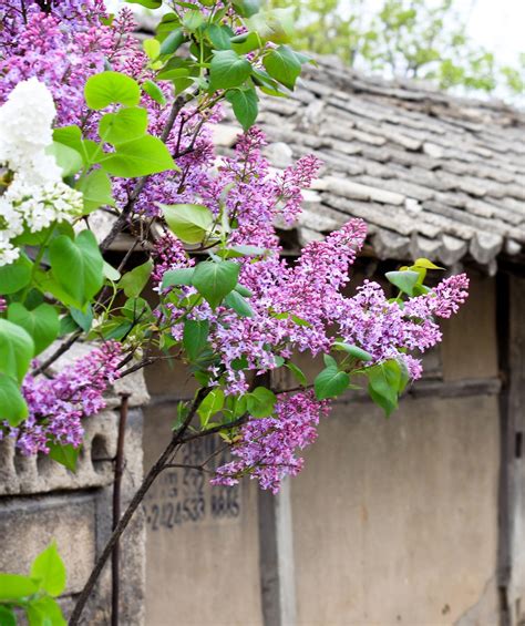 Dwarf Korean Lilac Tree Form Standard