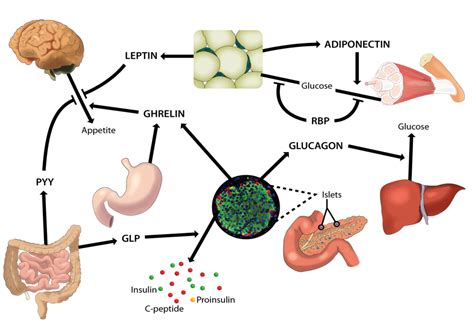 Understanding the Role of Energy Homeostasis in Diabetes | ALPCO
