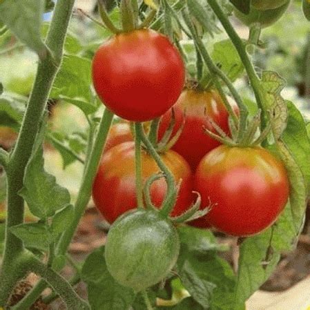 Stupice is a popular, vigorous plant which yields abundant, early 3 to 6 ounce red fruit. Heirloom Tomato Seeds - 'Stupice'