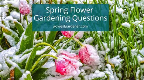 Spring Gardening Questions In Colorado Flowers In The Snow And More