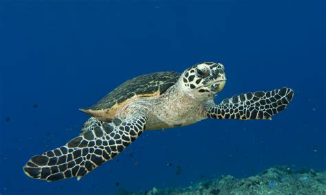 Unlike the other sea turtle species, hawksbill sea turtles have overlapping scutes (large scales) on their carapace (upper shell). SCR_290360hawskbill-why-matter-LG.jpg | Photos | WWF