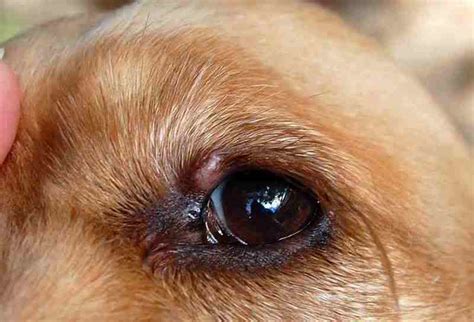 Pets Dogs Eye Scratch