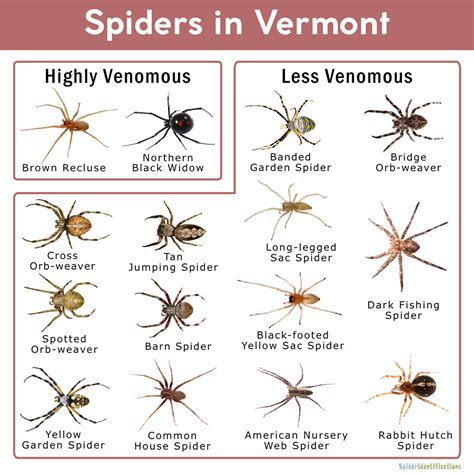 Spiders In Vermont List With Pictures